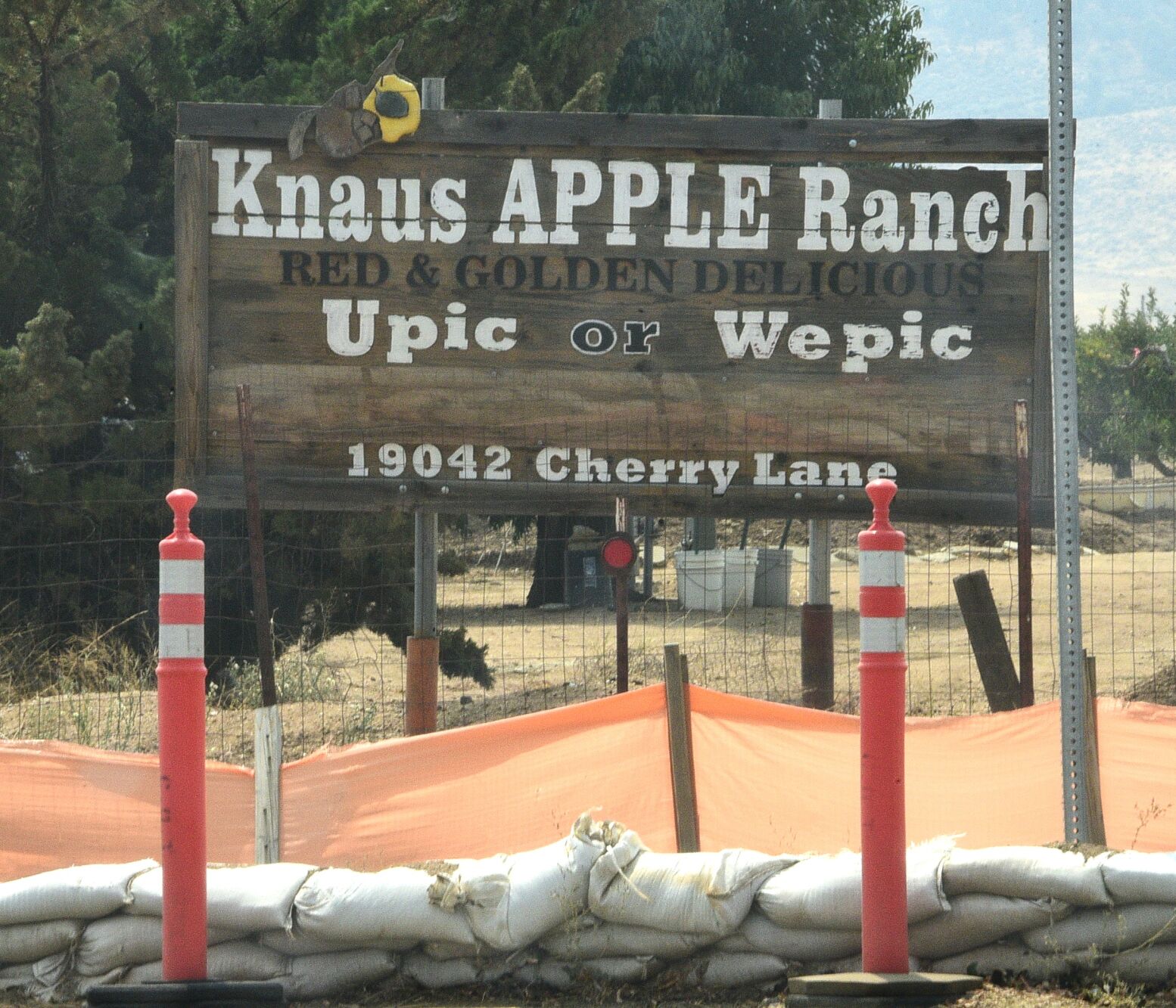 apples